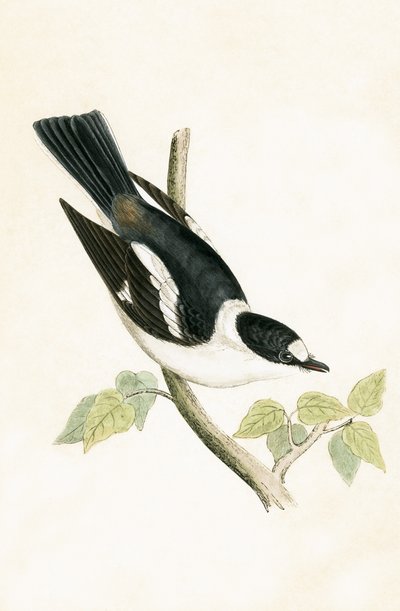 Valkokaulusperhosieppo, kuvitus Charles Robert Breen (1811-86) teoksesta "A History of the Birds of the Birds of the British Islands" (1811-86), julkaistu 1867 tekijältä English School