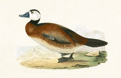White Headed Duck, kuvitus Charles Robert Breen (1811-86) teoksesta "A History of the Birds of the Birds of the British Islands", julkaistu 1867 tekijältä English School