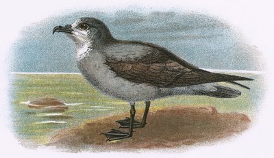 Valkokurkku Grey Petrel tekijältä English School