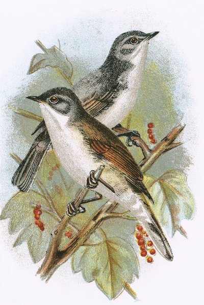 Whitethroat (alhaalla) ja Lesser Whitethroat (ylhäällä) tekijältä English School