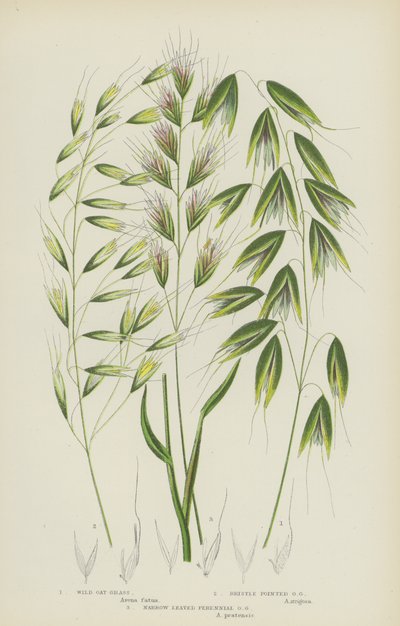 Villikauranruoho, harjasteräkkäinen kauranruoho, kapealehtinen monivuotinen kauranruoho (väri litho) tekijältä English School