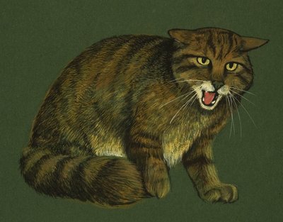 Wildcat tekijältä English School