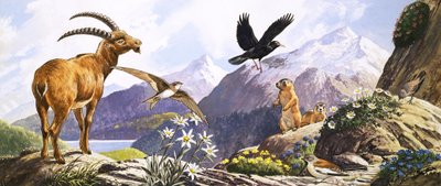 Keski-Euroopan villieläimet, kuvitus kirjasta 