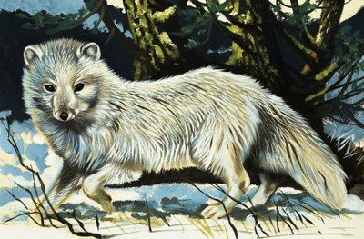 Wolf tekijältä English School