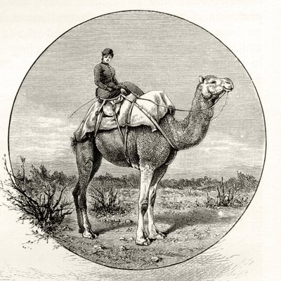 Nainen kamelin selässä Australiassa, noin 1880, Howard Willoughbyn julkaisemasta teoksesta 
