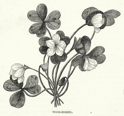 Wood-Sorrel (kaiverrus) tekijältä English School