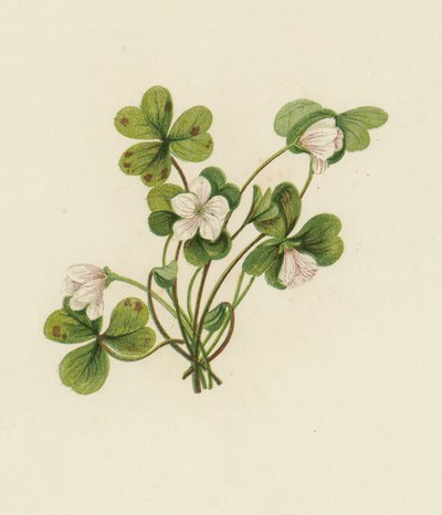 Puu-sorrel, Oxalis Acetosella (väri litho) tekijältä English School