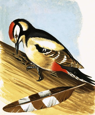 Woodpecker tekijältä English School