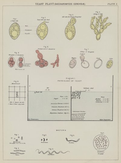 Hiivakasvi, Saccharomyces Cerevisiae (väri litografia) tekijältä English School