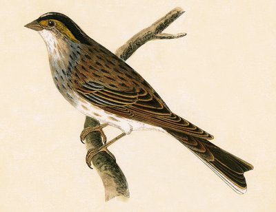 Yellow Browed Bunting, kuvitus Charles Robert Breen (1811-86) teoksesta "A History of the Birds of the Birds of the British Islands", julkaistu 1867 tekijältä English School