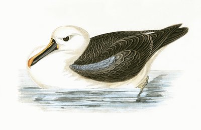 Keltanokka-albatrossi, kuvitus Charles Robert Breen (1811-86) teoksesta "A History of the Birds of Europe Not Observed in the British Isles", julkaistu 1867. tekijältä English School