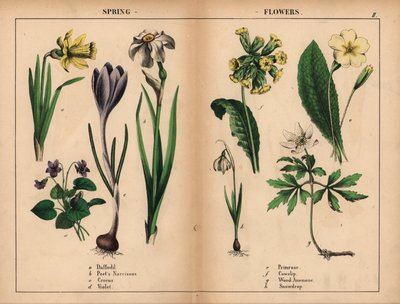 Keltainen narsissi, valkoinen runoilijanarsissi, violetti krookus, purppuravioletti, keltainen esikko, keltainen lehmänkelkka, valkoinen metsävuokko ja valkoinen lumikello.   , julkaisusta "The Instructive Picturebook, or Lessons from the Vegetable World", tekijältä English School
