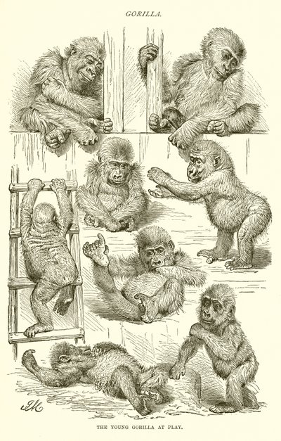 Nuori gorilla leikkimässä tekijältä English School