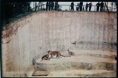 Whipsnade Zoo, Whipsnade, Central Bedfordshire, Central Bedfordshire, Yhdistynyt kuningaskunta tekijältä Eric Maybank