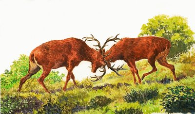 Red Deer tekijältä Eric Tansley