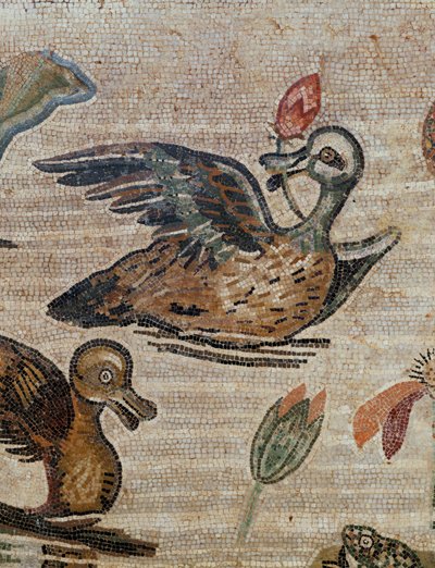 Ankat uivat altaassa tekijältä Erich Lessing