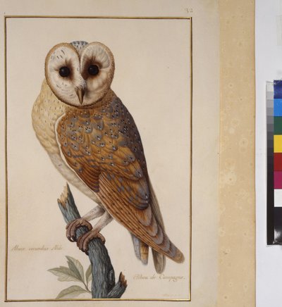 Koko sivu: eläintutkimus, noin 1650-75 (tempera pergamentilla). tekijältä Erich Lessing