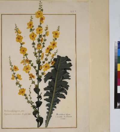 Kokosivu: kasvitutkimus, n.1650-75 tekijältä Erich Lessing