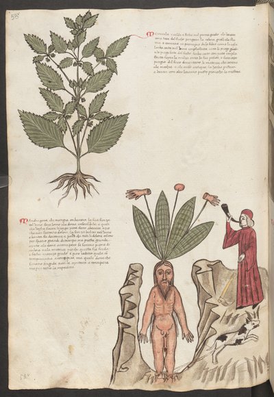 Koko sivu: teksti ja pienoiskuvat: " Mercurela " (miniatyyri) tekijältä Erich Lessing