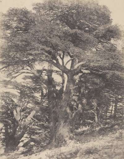Groupe de Cèdres de Mt. Liban / [Seetripuuryhmä, Libanonvuori] tekijältä Ernest Benecke