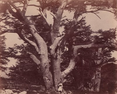 Libanon-vuori. Yhden Salomon setripuun runko, 1850-53. tekijältä Ernest Benecke