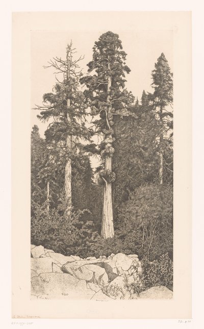 Sequoia-buumi Baby Sequoia tekijältä Ernest Haskell (signed by artist)