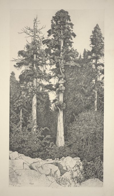 Baby Sequoia tekijältä Ernest Haskell