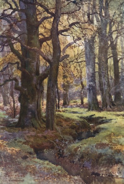 Mallard Woodissa (väri litho) tekijältä Ernest William Haslehust