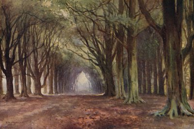 Beech Avenue, Thoresby (väri litho) tekijältä Ernest William Haslehust