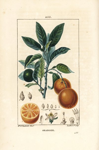 Bigaradier, Orange, Citrus aurantium, jossa on oksaa, lehtiä, kukkia, kypsiä ja kypsymättömiä hedelmiä ja hedelmiä. Lambert Juniorin käsinvärinen pistekuparikaiverrus Ernestine Panckoucken piirustuksesta Chaumeton, Poiret ja Chamberet