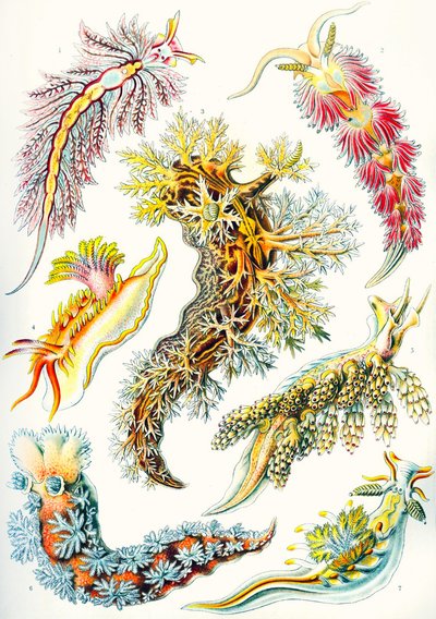 Nudibranchia-kokoelma 