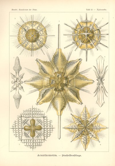 Acanthometra - Stachelstrahlinge, Pl.21 teoksesta "Kunstformen der Natur", kaiverrus Adolf Giltsch, julkaistu 1904 (värilitho) tekijältä Ernst (after) Haeckel