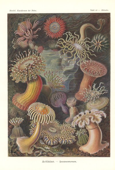 Actiniae - Merivuokko, Pl.49, teoksesta "The Art of Nature", kaiverrus Adolf Giltsch, julkaistu 1904 (väri litho) tekijältä Ernst (after) Haeckel