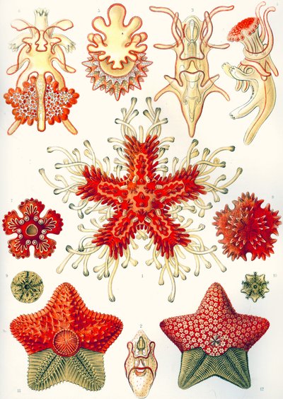 Asteridea "Luonnon taidemuodot" tekijältä Ernst (after) Haeckel