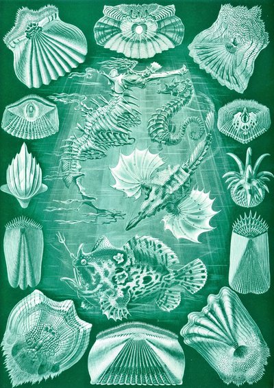 Teleostei-kokoelma "Luonnon taidemuodoista" tekijältä Ernst (after) Haeckel