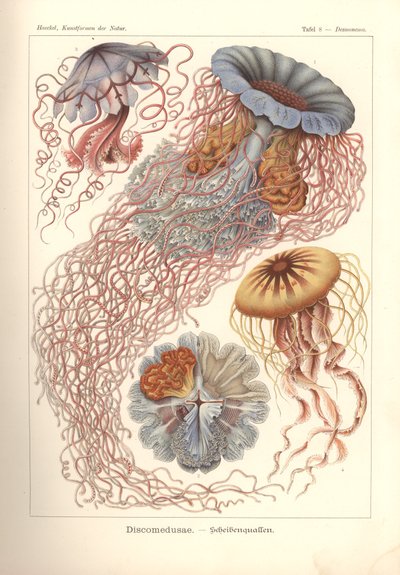 Discomedusae - kiekkomeduusa, Pl. 8 "Kunstformen der Naturista", kaiverrus Adolf Giltsch, julkaistu 1904 (väri litho) tekijältä Ernst (after) Haeckel