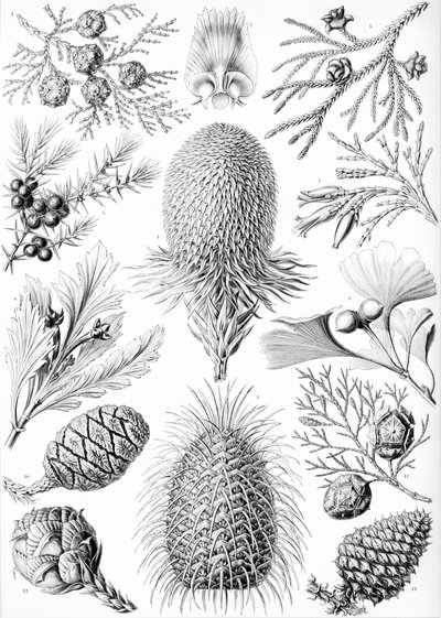Esimerkkejä havukasveista "Kunstformen der Naturista" tekijältä Ernst (after) Haeckel