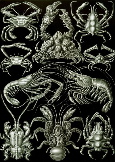 Esimerkkejä Decapoda "luonnon taidemuodoista" tekijältä Ernst (after) Haeckel
