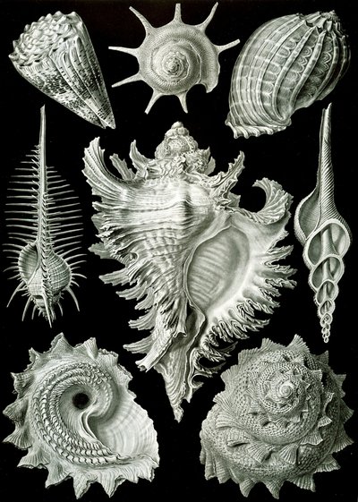 Esimerkkejä Prosranchia-kuorista - kuoret erilaisista prosobranch-kotiloista, "Kunstformen der Natur" tekijältä Ernst (after) Haeckel