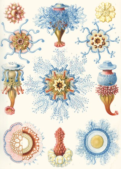 Esimerkkejä Siphonophorae-lajeista "Luonnon taidemuodot" tekijältä Ernst (after) Haeckel