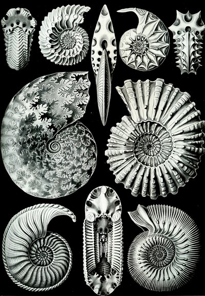 Kuva Ammonitidasta "Art Forms of Nature" 1904 (litho) tekijältä Ernst (after) Haeckel