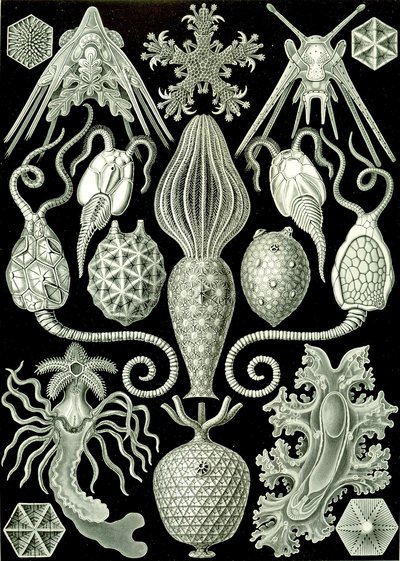 Kuva Amphorideasta "Art Forms of Nature" 1904 (litho) tekijältä Ernst (after) Haeckel