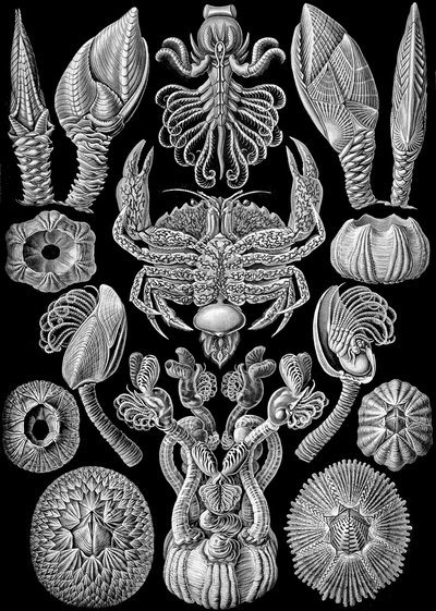 Kuvitus Cirripediasta "Art Forms of Nature" 1904 (litho) tekijältä Ernst (after) Haeckel
