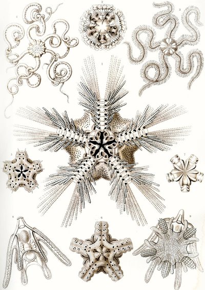 "Luonnon taidemuodot" tekijältä Ernst (after) Haeckel
