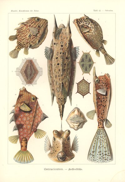 Ostracion - teleosts, Pl.42 teoksesta "Kunstformen der Natur", kaiverrus Adolf Giltsch, julkaistu 1904 (väri litho) tekijältä Ernst (after) Haeckel