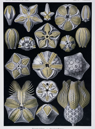 Blastoidea, Artforms of Nature -levy, n. 1899-1904 (värikaiverrus) tekijältä Ernst Haeckel