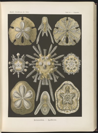 Echinidea: merisiilit ja meridollarit tekijältä Ernst Haeckel