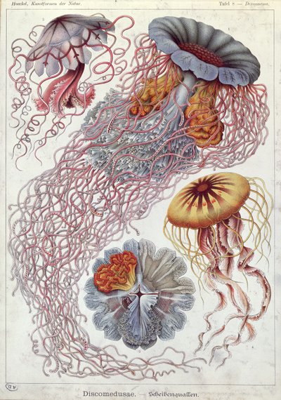 Meduusat, "Art Forms of Nature" tekijältä Ernst Haeckel