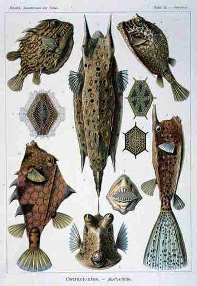 Ostraciontes, Artforms of Nature -levy tekijältä Ernst Haeckel