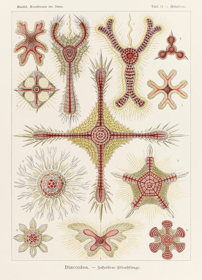Levy 11 Heliodiscus Discoidea "Kunstformen der Naturista" (Taidemuodot luonnossa), kuvittanut Ernst Haeckel (1834-1919) tekijältä Ernst Haeckel